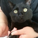 [고양이] 싫~어싫~엉...ㅋㅋ