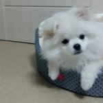 우리 <b>보리</b>가 문제가 있나요....