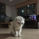 고양이(콩이의 가족이 되어주세요)