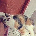 [고양이] 봄은 다 갔네요 ㅠㅠ 초봄이도 엄마 찾아 가야하는데....