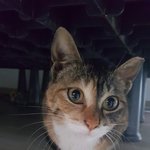 [고양이] <속없이 해맑은 삼색태비냥 오드리의 가족이 되어주세요>