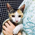 [고양이] 지나가던 사람들의 바짓가랑이에 매달리며 산책견들을 피해...