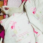 우리집 고양이 짱 귀여움