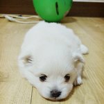[강아지분양] (애기사진 있음)강아지분양하실분 계실까요?