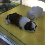 [<b>유키</b>이야기] [<b>유키</b>(유끼)네] 첫번 째 이야기