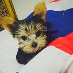 [강아지장난] <b>광적</b>이여도 너무 <b>광적</b>인 요키왕자 쫑이