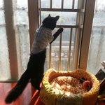 [고양이] <b>새옷</b>샀어요~~^^