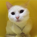 [고양이] <b>청주</b> 산남동 분평동 하얀색고양이 찾아요