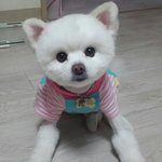 울집 겸뎅이 몽(<b>포</b><b>메</b>)