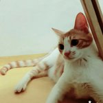 [고양이] 사가정 꽃미냥 김탄군을 소개합니다3333