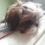 순둥이 만복<b>순</b>