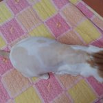 나의 동거남 <b>도칠</b>이 야매 미용