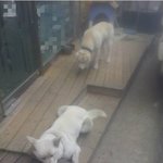 [동행세상] 오랜 길생활에 지쳐있던차 <b>보호소</b>에 들어가 직전 구조한...