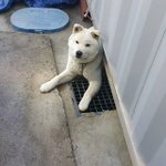 <b>여유</b>를 즐기는 강아지와 고양이