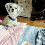 [넘나귀여움] <b>시</b>밬ㅋㄱㅋㅇㄱ우리 강아짘ㅋㅋㅋ