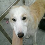 [동행세상] 안락사를 피해 구조한 담비의 <b>임보처</b>를 찾습니다.