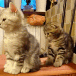 <b>심</b><b>쿵</b>사 당하는 고양이 움짤