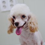 [유기견] [나주<b>천사</b>의집/푸들] 하얗고 예쁜 웃음을 짓는 푸들,...