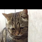 <b>풀이</b> 잔뜩 죽어있는 고양이