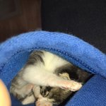 태어난지 2주된 아기 고양이 입양보냅니다[분양완료되었습니다]