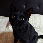 [고양이] 추가+)유기묘였던 <b>깜냥</b>이와의 2년 사랑