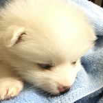 [강아지성장] <b>오이</b>는 폭풍성장!!