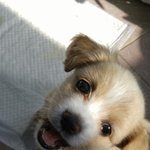 성은 귀염 이름은 둥이인 귀염둥이 소개<b>합</b>니당