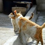 고양이 예쁨 받고 싶을 때 <b>행동</b>