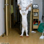 사실 고양이는 <b>이러</b>하다