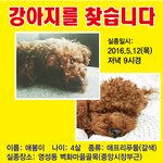 [유기견] [제발봐주세요] <b>천안</b>에서 강아지를...