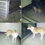 [동행세상] 주인이 이사가면서 버리고가 살던<b>집주변</b>을 떠지 못하던...