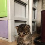 [고양이] (인천,서울,경기) 아깽이 형제 보고 가세용~~~경고-심장터지고...