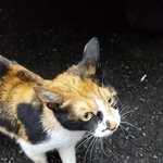 [고양이] (인천,서울,경기)맘속 갈등으로 애태우다 3주만에 구조한...