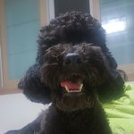[강아지] 울집 <b>삼총사</b>