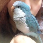 파란앵무새를 찾습니다