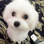 [강아지] 내 아들 말티즈 만두를 소개합니다