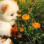 [댓글부탁해] @@@급해 더페 썬크림 추반좀@@@