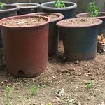 아기 길냥이 세마리를 살렸어요