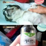 [부탁해요] <b>동물</b>농장 강아지공장 서명 동참해주세요.