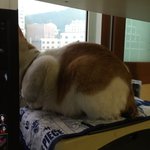 좋겠다 넌 뚱뚱해도 귀여워서