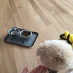 [강아지] <b>사료</b> 바꿨는데 잘먹네요~