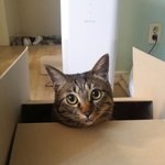 [고양이] 133일째 육아육묘
