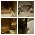 [고양이] 길냥이이야기