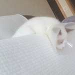 [고양이] <b>중성화</b>수술후.