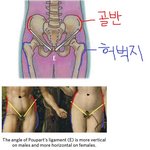 골반이랑 <b>허벅지뼈</b>랑 햇갈리는 애들 많은데
