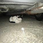 [EXO] 길고양이한테 <b>요플레</b> 주는데..