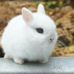 [세븐틴] 누가 캐럿들은 <b>한반도</b> 같다고 하던데 