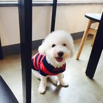 [강아지] 내 아들 비숑 <b>두부</b>를 소개합니다 (2탄)