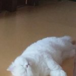 나의 소중한 먼지 이야기