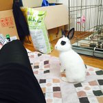 [토끼판] 콩나물마냥 쑥쑥 크는 우리<b>배트</b>